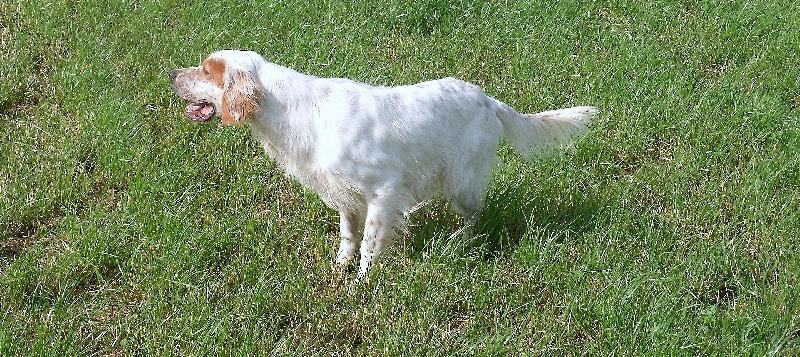 male  