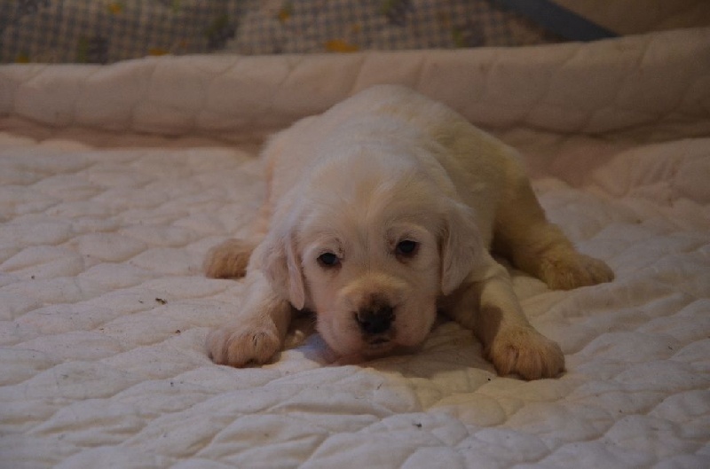 Chiots cheky 2013